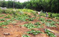 Vụ ‘nhổ hàng ngàn cây keo’: Dân không đồng ý mức hỗ trợ 4.000 đồng/cây