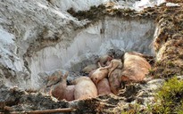 Dịch tả lợn châu Phi gây thiệt hại gần 240 tỉ đồng ở Quảng Nam