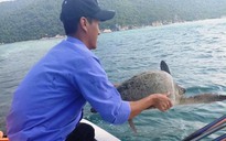 Thả rùa xanh thuộc nhóm nguy cấp mắc lưới ngư dân Cù Lao Chàm về biển