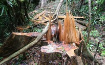 Khởi tố hình sự vụ phá rừng quy mô lớn tại Quảng Nam