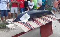 Người dân làm lễ chôn cất cá heo nặng 300 kg lụy trên sông Trường Giang