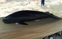 Cá heo nặng hơn 50 kg lụy bờ ở Quảng Nam
