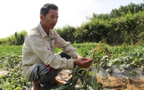 Nông dân Quảng Nam bật khóc vì hàng tấn dưa hấu bị kẻ gian phá hoại