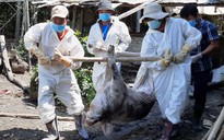 Dịch tả lợn châu Phi tái phát mạnh tại Quảng Nam, người chăn nuôi trắng tay
