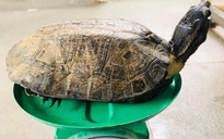 Quảng Nam: Thả 2 cá thể rùa quý hiếm về rừng Cù Lao Chàm