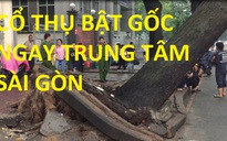 Mưa lớn, cổ thụ bật gốc giữa trung tâm Sài Gòn