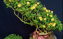 Hoa ké mọc dại bên đường 'hóa' bonsai thu về tiền triệu