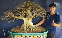 Kiếm tiền triệu nhờ trồng bonsai mai chiếu thủy