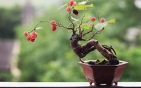 Có thêm tiền triệu nhờ trồng bonsai siêu mini
