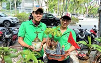 Dừa khô giá rẻ ‘hóa’ bonsai thu về tiền triệu