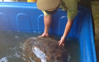 Thả rùa nặng 60 kg về biển