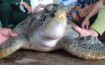 Cà Mau thả rùa quý hiếm nặng 40 kg về biển