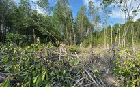 Chặt phá rừng phòng hộ ở Cà Mau: Kiểm tra toàn bộ tuyến rừng phòng hộ