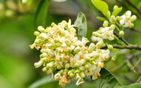 Một số tác dụng của hoa bưởi ‘tuyệt hay’ trong làm đẹp và sức khỏe