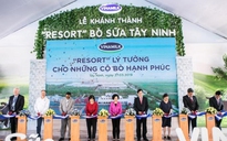 Resort bò sữa tại Tây Ninh: Nơi sinh sống của những cô bò hạnh phúc