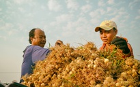 Làng Việt ngày Tết: Vương quốc tỏi trên ‘Quê hương Hải đội Hoàng Sa’