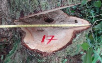 Khởi tố vụ án phá rừng Pơmu nghiêm trọng tại khu vực biên giới Việt – Lào