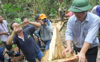 Vụ phá rừng Pơmu: Cục Kiểm lâm vào cuộc, Biên phòng bị truy trách nhiệm