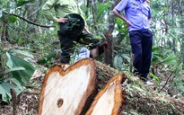 Vụ phá rừng pơ mu: Cảnh cáo Đồn trưởng biên phòng và Chi cục trưởng hải quan
