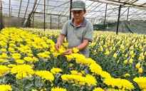 Lâm Đồng đề nghị mở cửa chợ hoa Đầm Sen, Q.11 lo không kiểm soát nổi