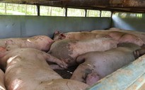 Ngăn chặn kịp thời vụ vận chuyển hơn 2 tấn lợn từ vùng dịch ra ngoài