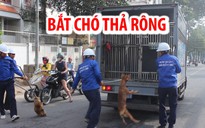 Ông Đoàn Ngọc Hải: Q.1 tiếp tục quyết liệt xử lý chó thả rông