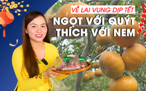 Ngắm vườn quýt hồng chín rộ, thưởng thức nem Lai Vung gây thương nhớ dịp tết này