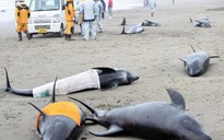 Hơn 150 cá voi mắc cạn khiến dân Nhật lo sợ sóng thần