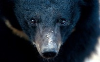 Trung Quốc bị lên án vì cho phép dùng mật gấu trong điều trị Covid-19