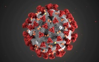 Virus gây bệnh Covid-19 tấn công hệ miễn dịch như HIV