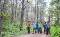 USAID công bố dự án quản lý rừng bền vững tại Việt Nam