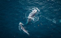 Hai mẹ con cá voi xuất hiện trở lại ở biển Bình Định