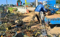 Bình Định: 2 làng trồng mai kiểng thu trên 110 tỉ đồng