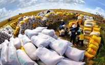 Cấp phép cho 205 thương nhân xuất khẩu gạo