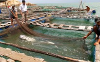 Hơn 10 tấn cá bớp ở biển Kê Gà chết đột ngột
