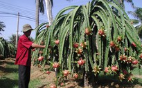 'Thủ phủ' thanh long Bình Thuận họp khẩn đối phó dịch cúm Corona