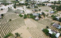 Mưa lớn ở Bình Thuận, hàng trăm héc ta thanh long bị ngập