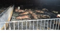 Hải Dương: 400 con lợn bị chết cháy ở trang trại
