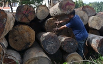 Thu giữ hơn 76 m3 gỗ lậu giấu trong rừng ở Gia Lai