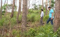Chuyển vụ 'hơn 2.000 ha đất rừng bị lấn chiếm' sang cơ quan điều tra