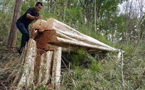 Làm rõ vụ 'khai thác gỗ ở đường biên giới' do Báo Thanh Niên phản ánh