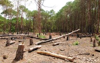 Gia Lai: Khẩn trương điều tra vụ 'sát hại' rừng thông 5 lá quý hiếm