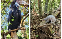 Bình Phước: Tái thả 83 động vật hoang dã quý hiếm về rừng tự nhiên