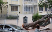 Cây xà cừ hơn 25 mét ở Sài Gòn ngã đè sập tường một tòa nhà