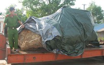 Tạm giữ tảng đá bán quý gần 30 tấn