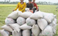 VietABank dành 500 tỉ đồng cho vay tạm trữ lúa gạo