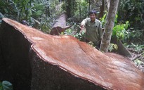 Điều tra vụ phá rừng đầu nguồn