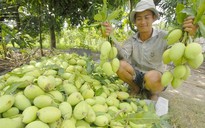 Kim ngạch xuất khẩu trái cây ước đạt 2 tỉ USD