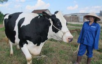Quy hoạch vùng nguyên liệu để nuôi bò sữa