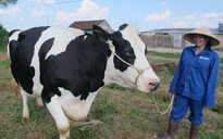 Hơn 300 tỉ đồng cho dự án trang trại bò sữa tại Quảng Ngãi